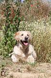 GOLDEN RETRIEVER 257
